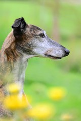 Galgo Espanol Portrait mit gelben Blumen im Vordergrund