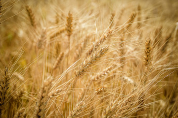 Wheat field