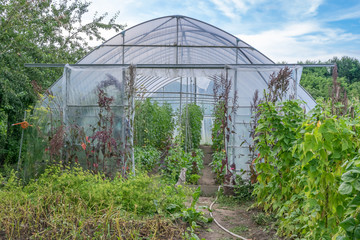 tomatoes in a greenhouse