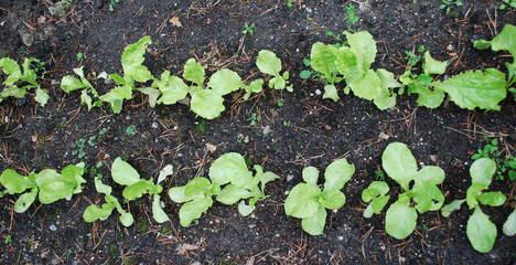 Young green lettuce grown in the garden. Agriculture.