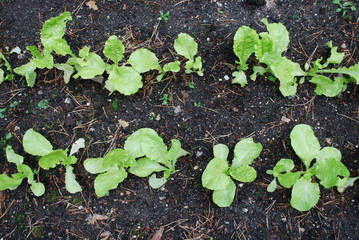 Young green lettuce grown in the garden. Agriculture.