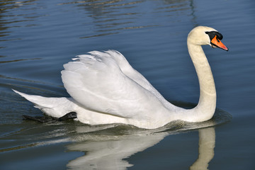 Closeup mute swan (Cygnus olor) swimming on water