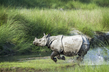 Naklejka premium Greater One-horned Rhinoceros in Bardia national park, Nepal