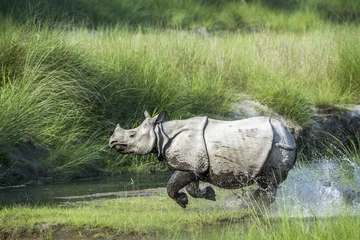 Deurstickers Neushoorn Grotere eenhoornige neushoorn in het nationale park van Bardia, Nepal