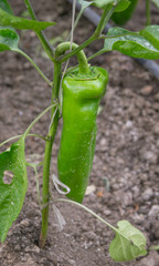 pepper plant
