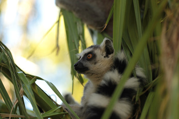 lemur © agarianna