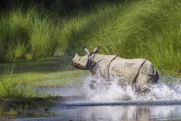 Tuinposter Neushoorn Greater One-horned Rhinoceros in Bardia national park, Nepal