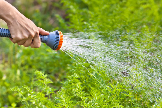 hand watering carrot in the vegetable garden