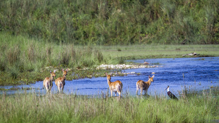 Obraz premium Swamp Deer in Bardia national park, Nepal