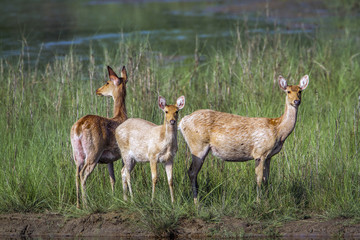 Swamp Deer in Bardia national park, Nepal
