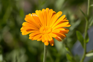 Ringelblume in orange, Heilpflanze
