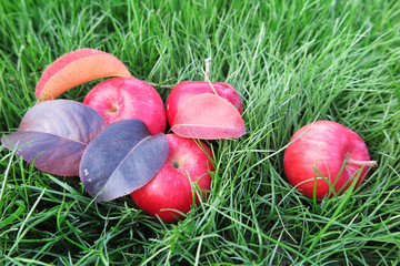 Ripe cultivar apples with autumn leaves and a dry inflorescence on the lawn in the autumn garden