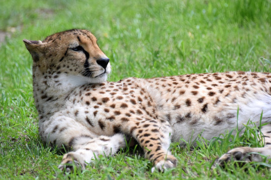 Cheetah rests in green grass