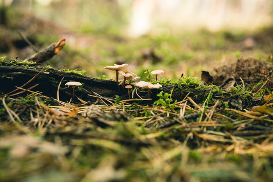 Close-up of old damp log with small mushrooms. Photo with shallow depth of field.