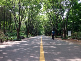 숲속의 도로