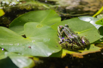 Grüner Frosch auf einem Seerosenblatt in einem Teich 