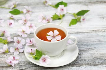 Marsh mallow tea, Althaea officinalis