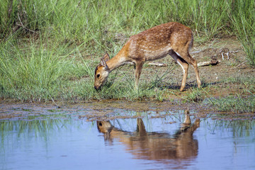 Obraz na płótnie Canvas Hog Deer in Bardia national park, Nepal