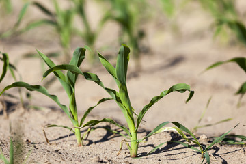 green corn. Spring