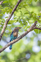 Indian roller in Bardia national park, Nepal