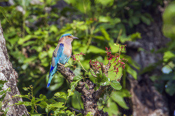 Indian roller in Bardia national park, Nepal