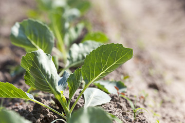 green cabbage in a field