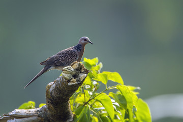 Spotted dove in Bardia national park, Nepal