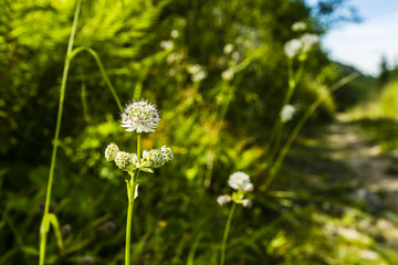 Astrantia major, great masterwort.