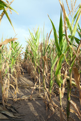 Green immature corn