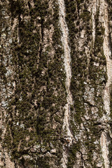 Obraz premium tree bark, close-up