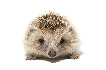hedgehog on a white background