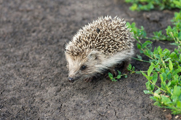 small hedgehog in the grass