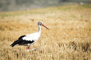 Birds - White Stork (Ciconia ciconia) in the field