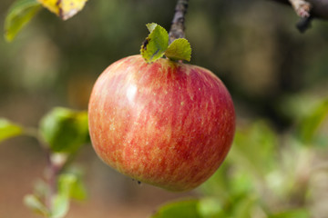 Apple on a branch