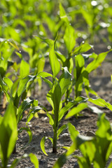 Corn field, summer