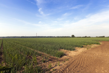 sprouts green onions