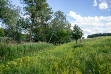 Summer, the river in the shade of trees