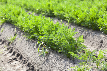 Field with carrot
