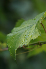 Drops of water on grape leaf