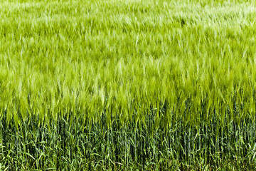 green unripe wheat