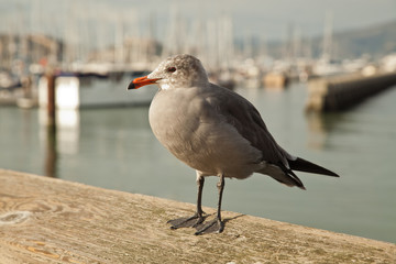 Seagull 