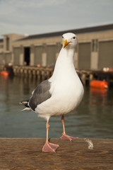 Seagull at fishermen' wharf San Francisco