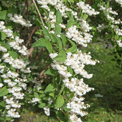 Blühende Deutzie, Deutzia