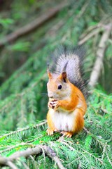 Naklejka na ściany i meble Cute squirrel on a spruce tree