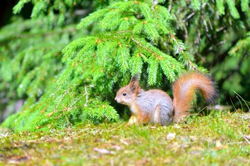 Young squirrel