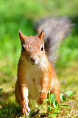 Squirrel close up
