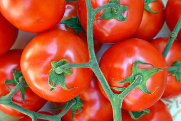 Tomates con sus ramas (Solanum lycopersicum)