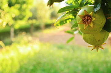 granat na drzewie © individualist93