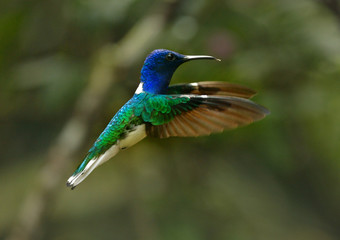 White-necked Jacobin hummingbird is flying in Ecuador