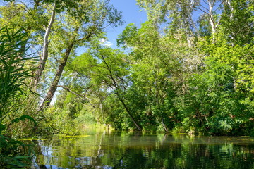 Summer, the river in the shade of trees